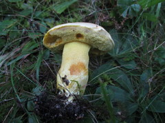 Retiboletus