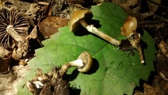 Psilocybe cyanescens
