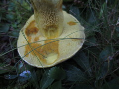 Retiboletus
