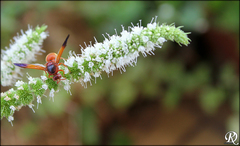 Rhynchium oculatum oculatum