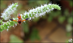 Rhynchium oculatum oculatum