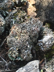 Bryoplaca sinapisperma