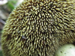 Sarcodon atroviridis