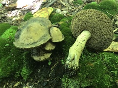 Sarcodon atroviridis