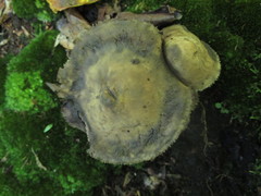 Sarcodon atroviridis