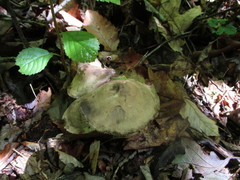 Sarcodon atroviridis