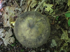 Sarcodon atroviridis