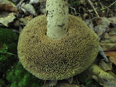 Sarcodon atroviridis