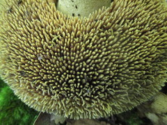 Sarcodon atroviridis