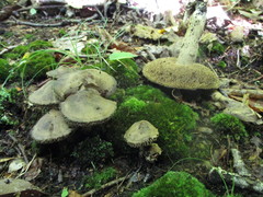 Sarcodon atroviridis