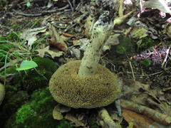 Sarcodon atroviridis