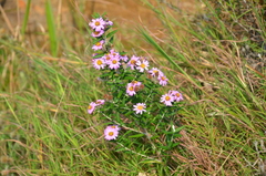 Athrixia phylicoides