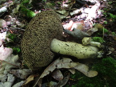 Sarcodon atroviridis