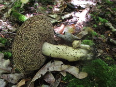 Sarcodon atroviridis