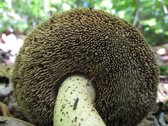 Sarcodon atroviridis