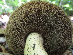 Sarcodon atroviridis