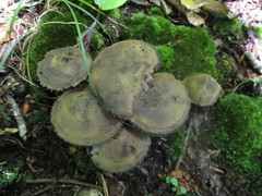 Sarcodon atroviridis