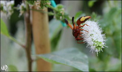 Rhynchium oculatum oculatum