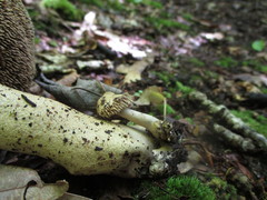 Sarcodon atroviridis