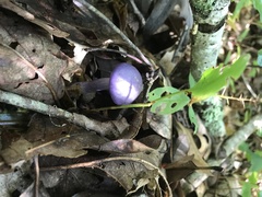 Cortinarius iodes image