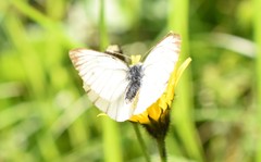 Pieris bryoniae