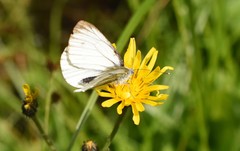 Pieris bryoniae