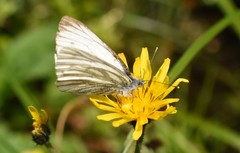 Pieris bryoniae