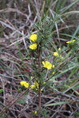 Hibbertia fasciculata
