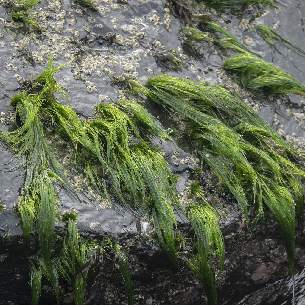 Chaetomorpha clavata