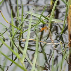 Ischnura senegalensis