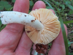 Russula lutea