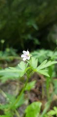 Geranium sibiricum