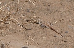 Acanthodactylus boskianus