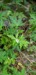 Geranium sibiricum