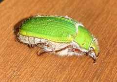 Xylonichus eucalypti