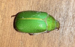 Xylonichus eucalypti