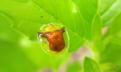 Aspidimorpha furcata