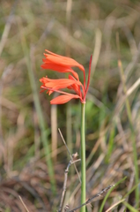 Cyrtanthus brachyscyphus