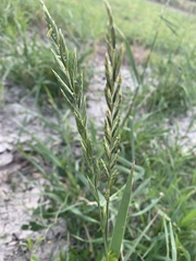 Elymus smithii