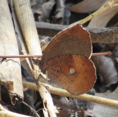 Godartiana muscosa