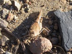 Sphingonotus lluciapomaresi