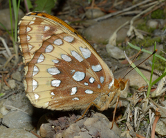 Speyeria cybele pseudocarpenteri