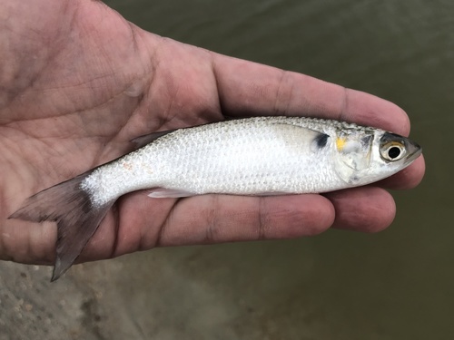 White Mullet