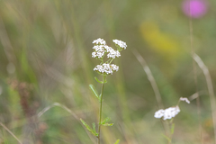 Achillea asiatica