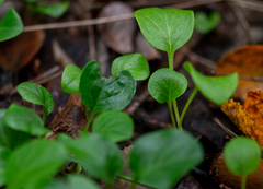 Pyrola rotundifolia