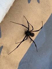 Latrodectus geometricus