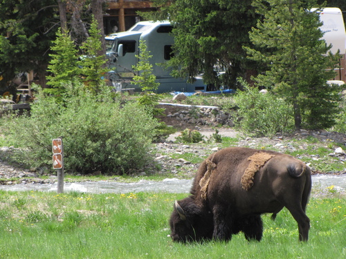 American Bison photographed in Montana