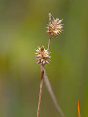 Carex viridula viridula