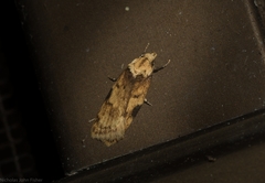 Elaeonoma deltacostamela