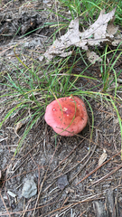 Russula